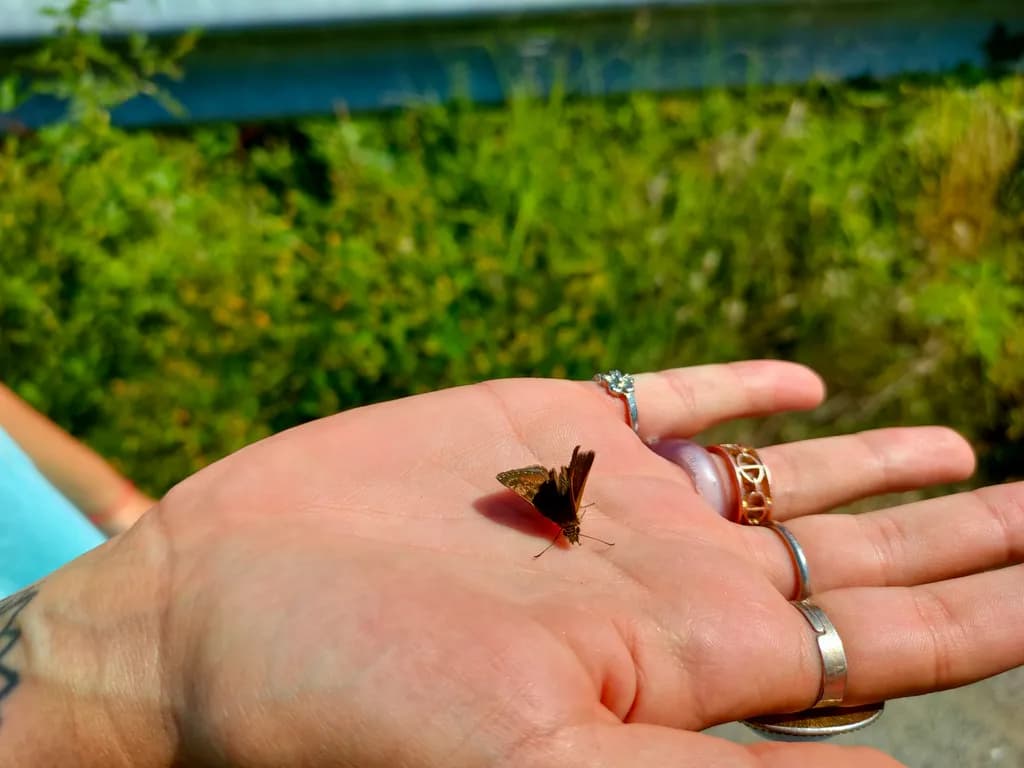 Butterfly Embrace
