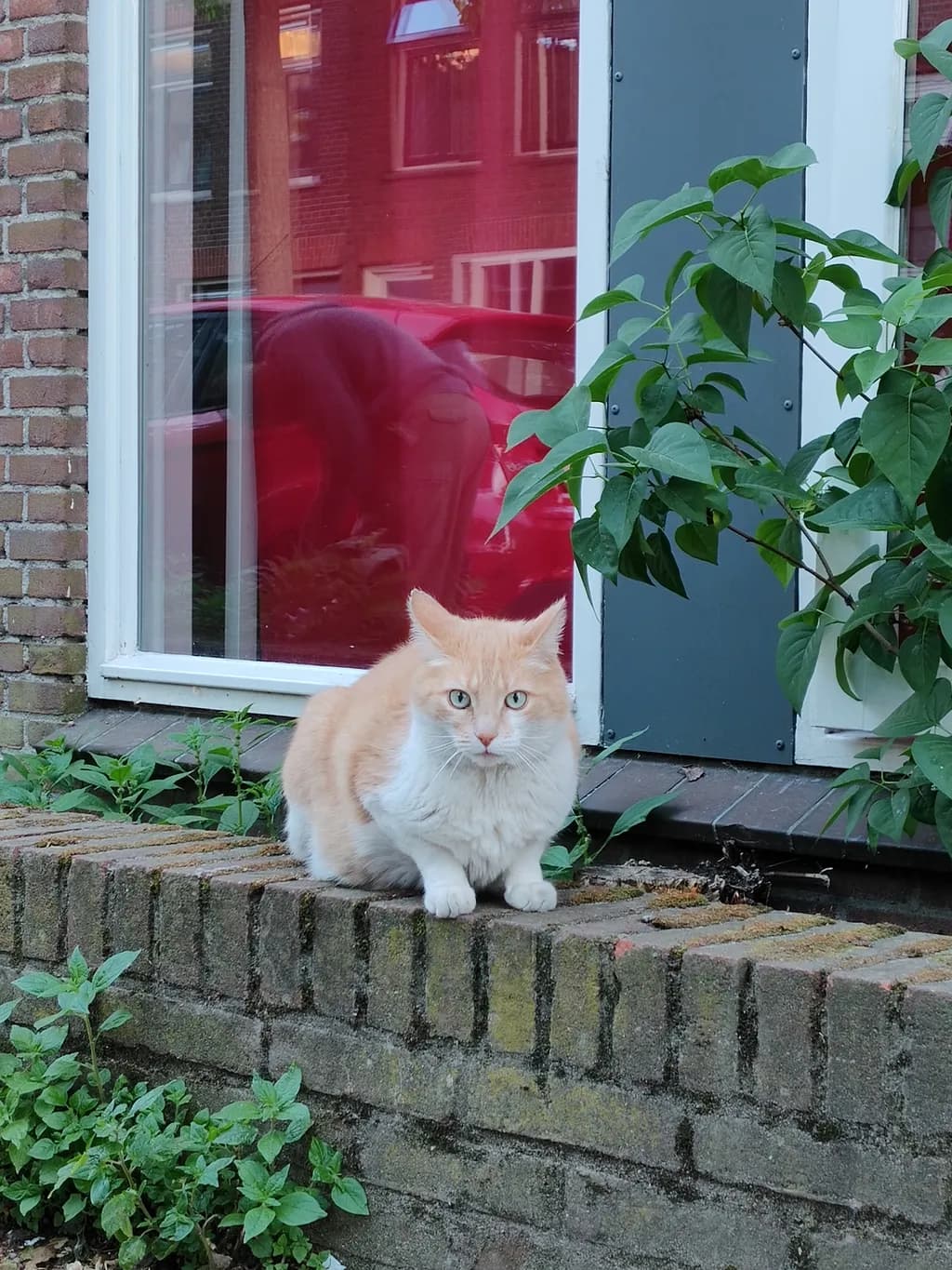 Ledge Watcher