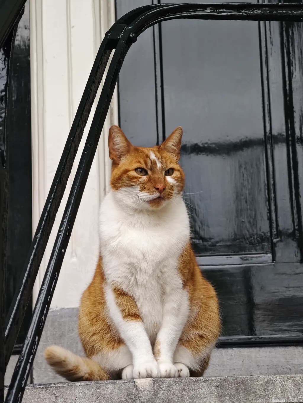 Amber Watcher