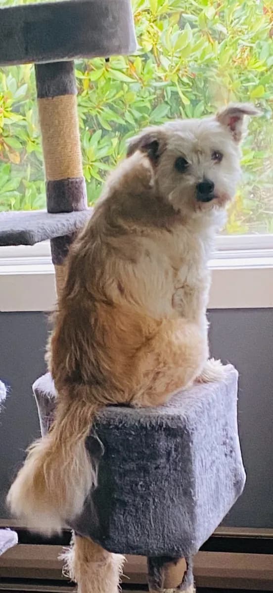 Curious Canine