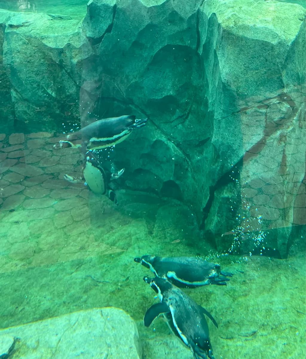 Playful Penguins: A Dance Beneath the Waves