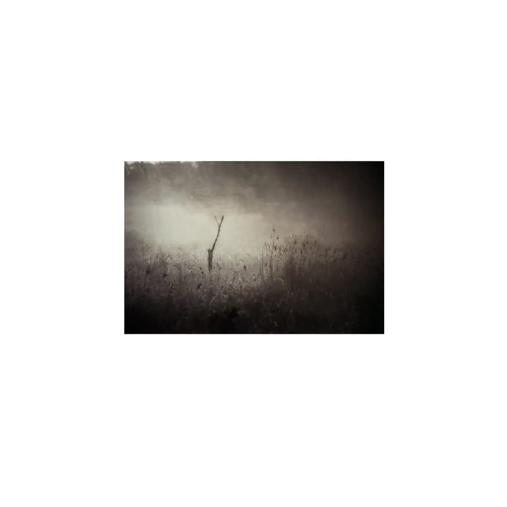 Whispers of Solitude: A Dance of Light and Shadow in Nature's Embrace