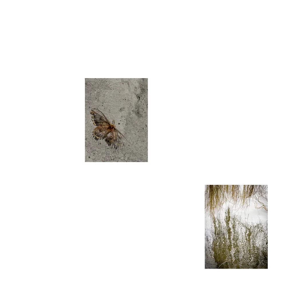 Whispers of Nature: A Butterfly's Journey Through Still Waters and Sandy Shores