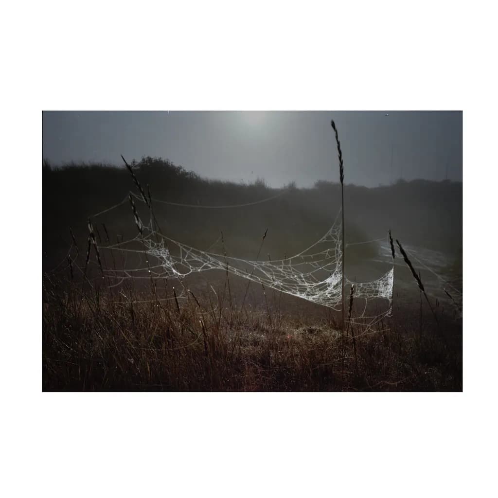 Whispers of the Mist: A Delicate Web in the Moonlight