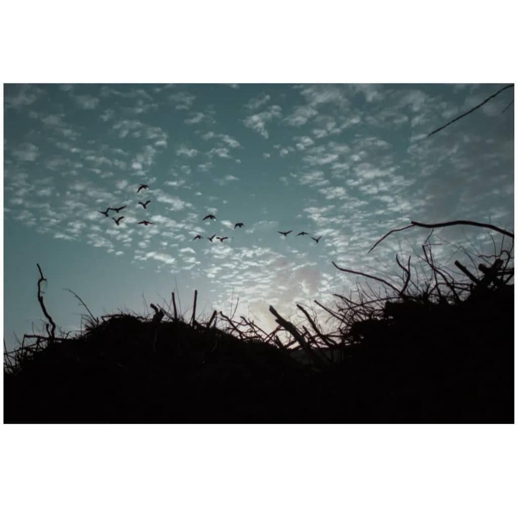 Whispers of the Sky: A Serene Dance of Silhouetted Birds Amidst Tranquil Clouds