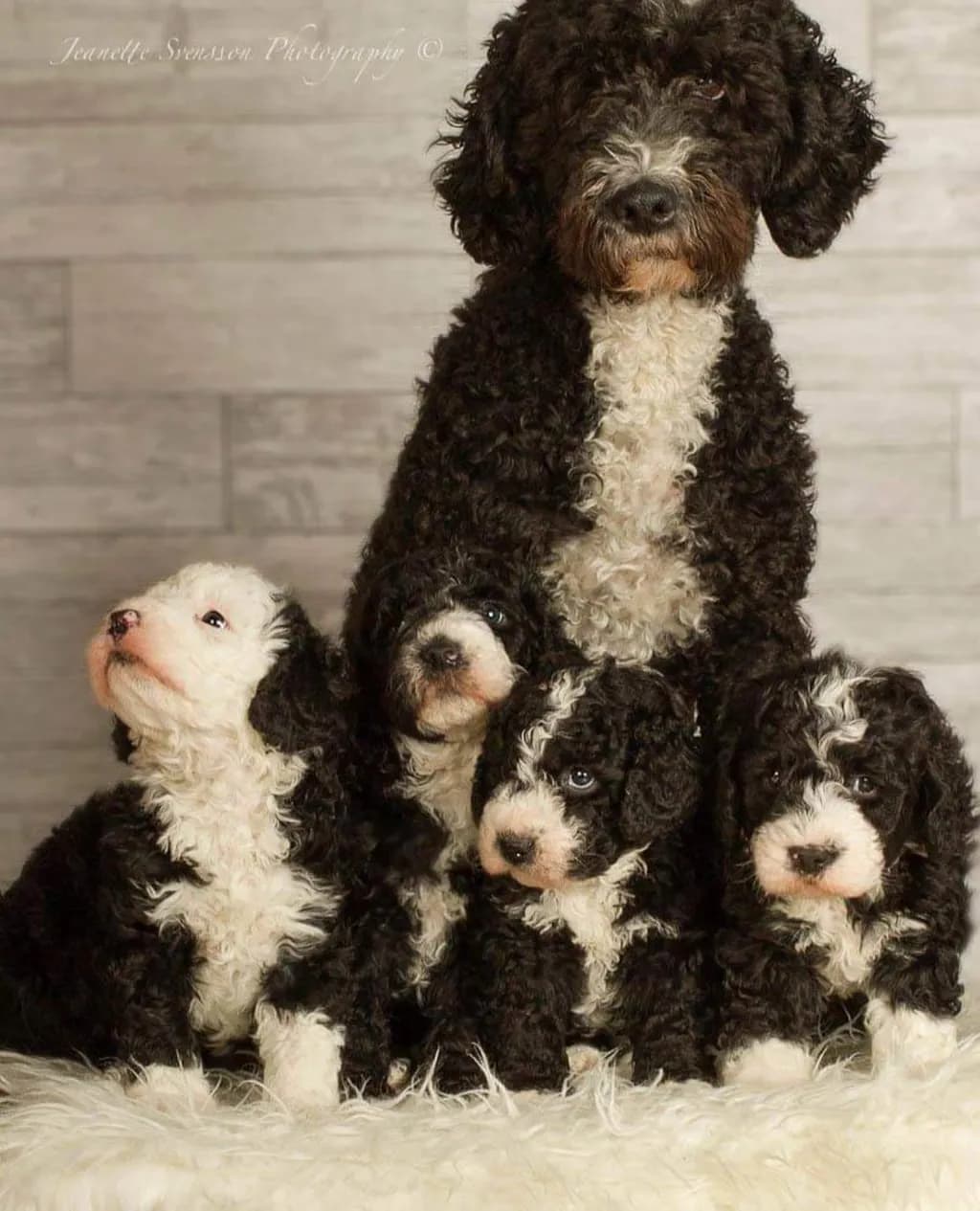 Curly Dogs and Puppies