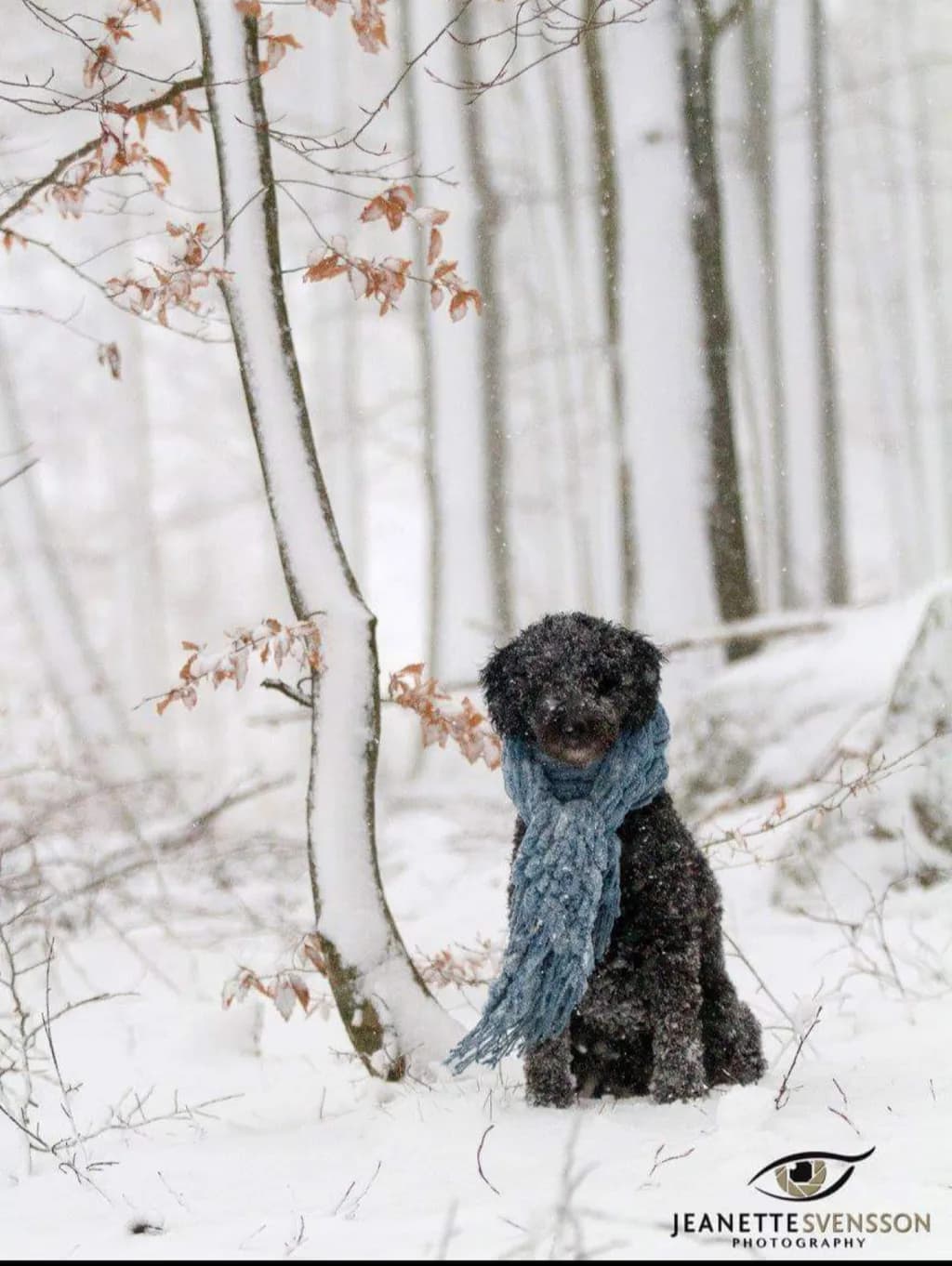 Winter Dog in Forest