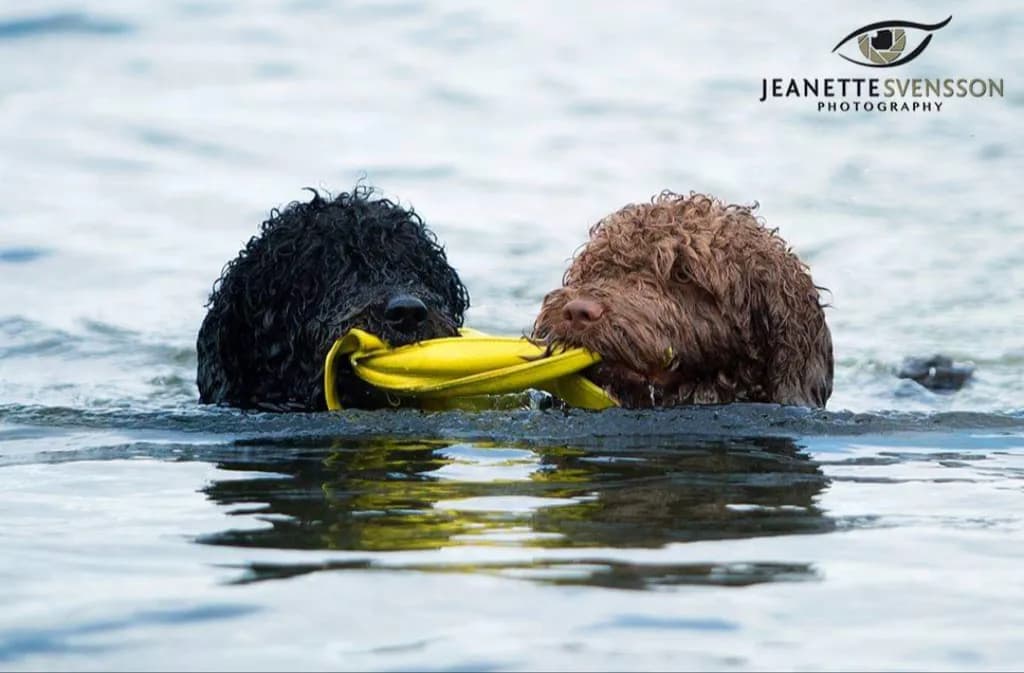 Dogs Playing in Water