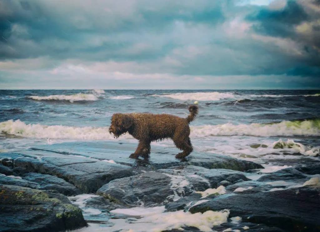 Dog on Rocky Shore