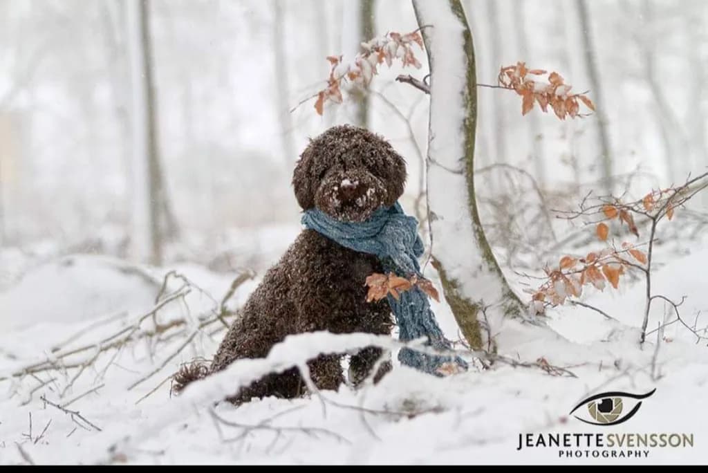 Snowy Forest Dog