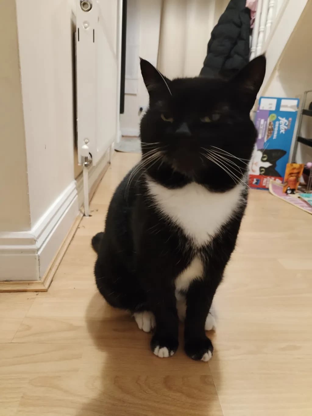 Whiskered Wonder: A Playful Portrait of a Black and White Cat in a Cozy Home Setting