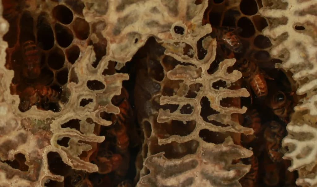 Honeycomb Structure