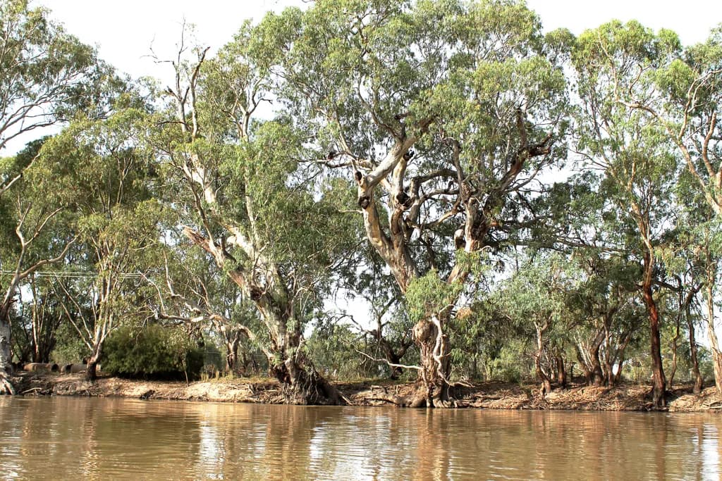 Tranquil Riverbank