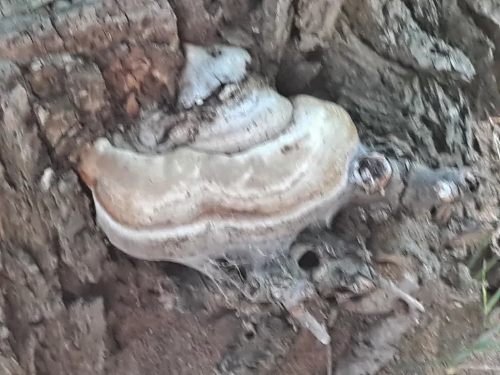 Tree Fungus Texture