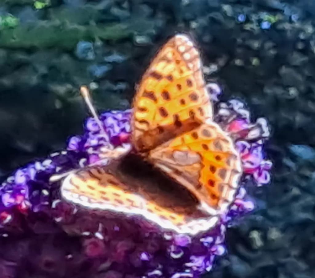 Orange Butterfly on Purple Flower