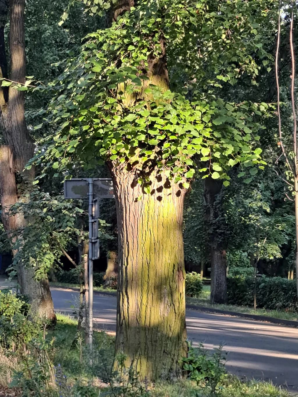 Forest Tree Trunk