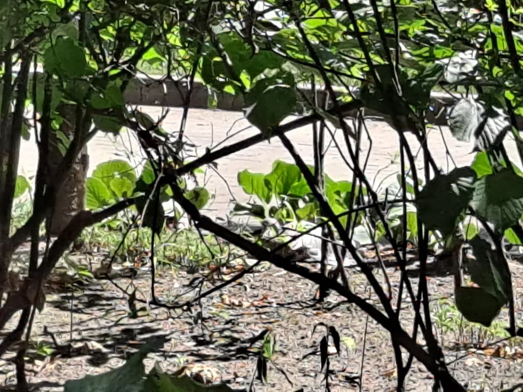 Sunlit Branches and Leaves
