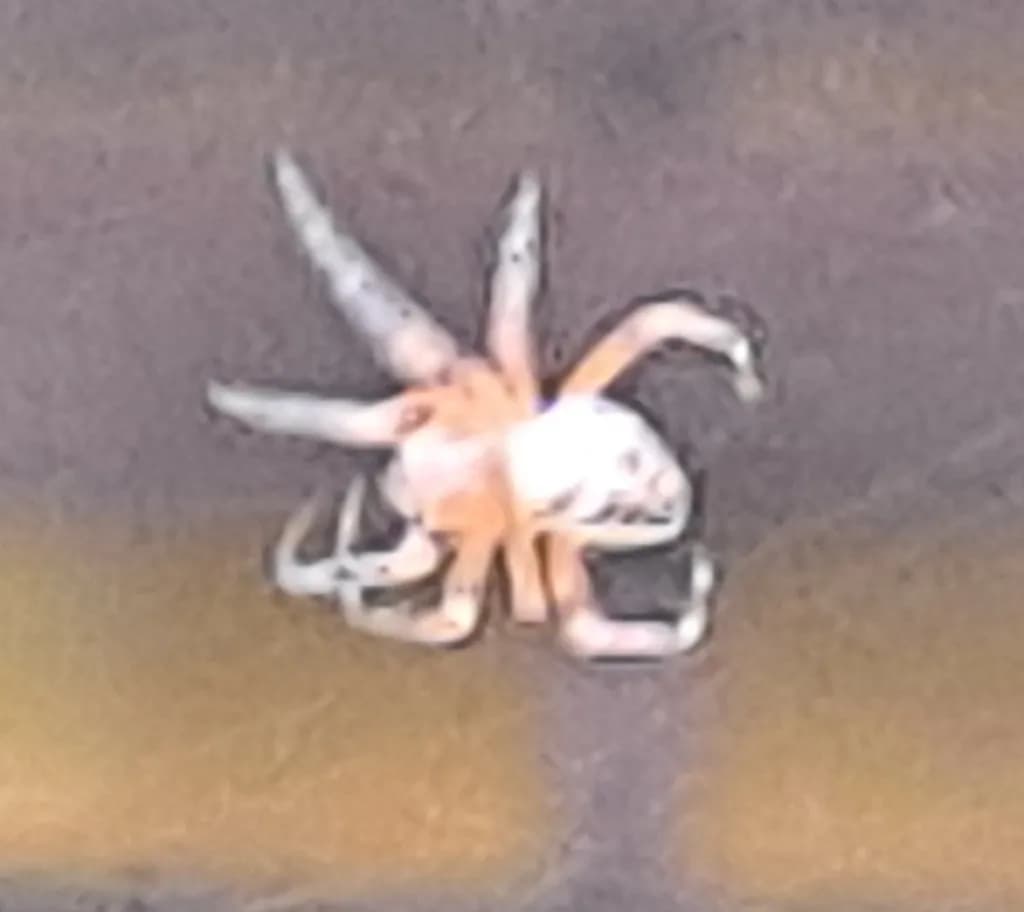 Pale Spider Close-Up