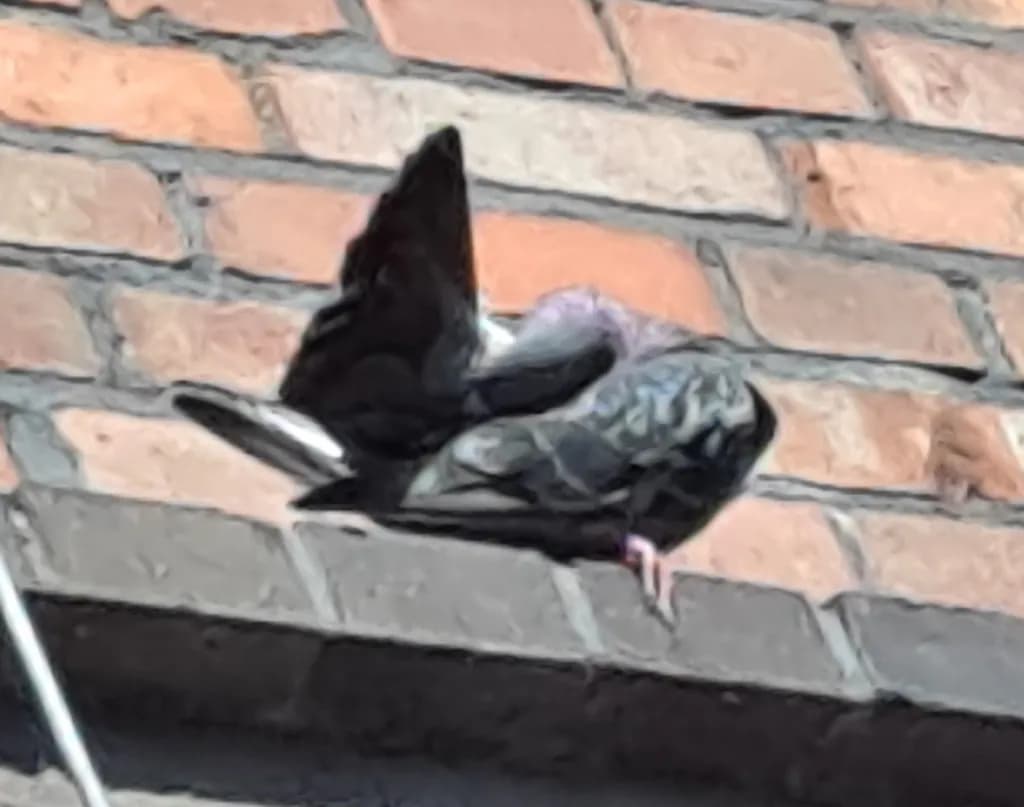 Pigeons on Brick Wall