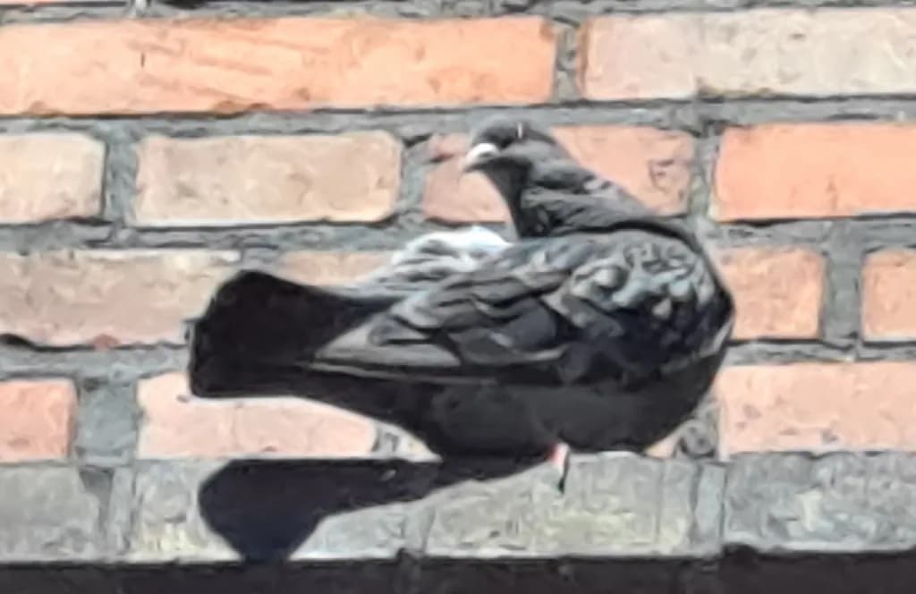 Bird on Brick Wall