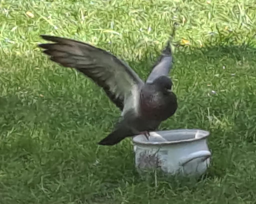 Pigeon in Grass