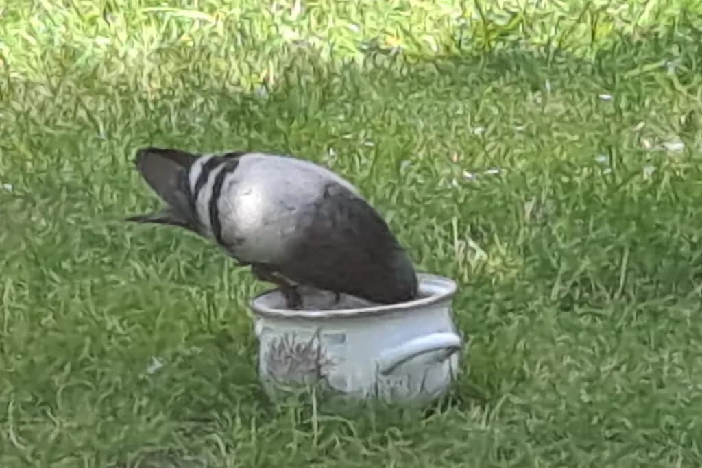 Pigeon in Grass