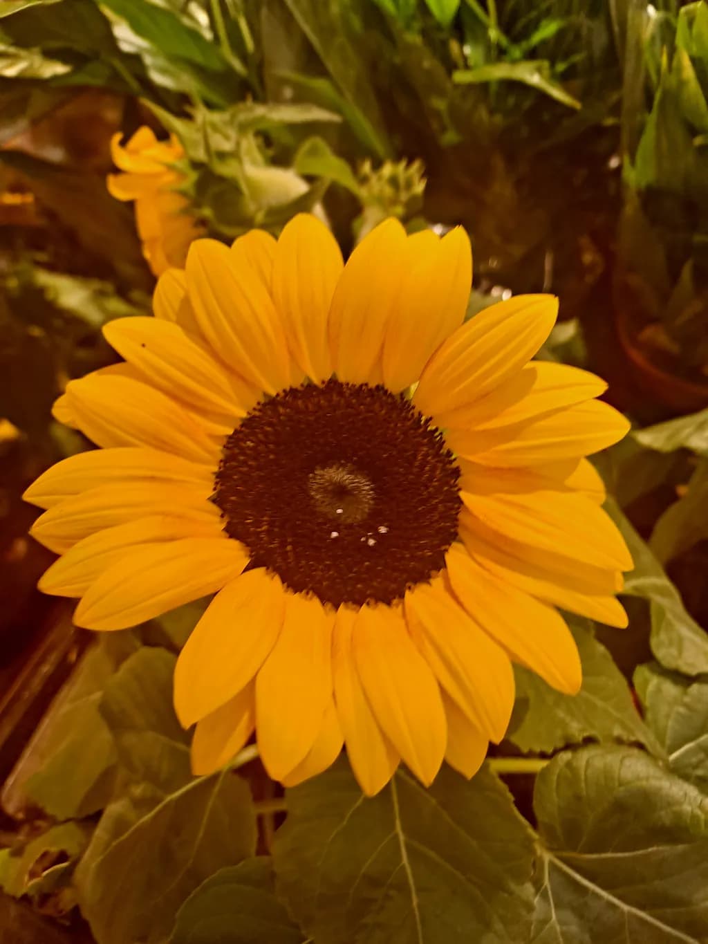 Sunflower Glow