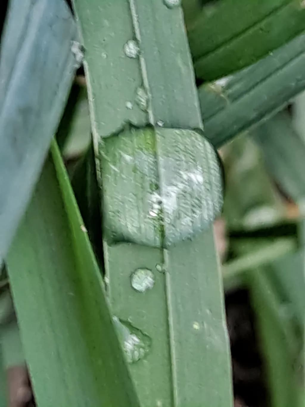 Leaf Dew Drop