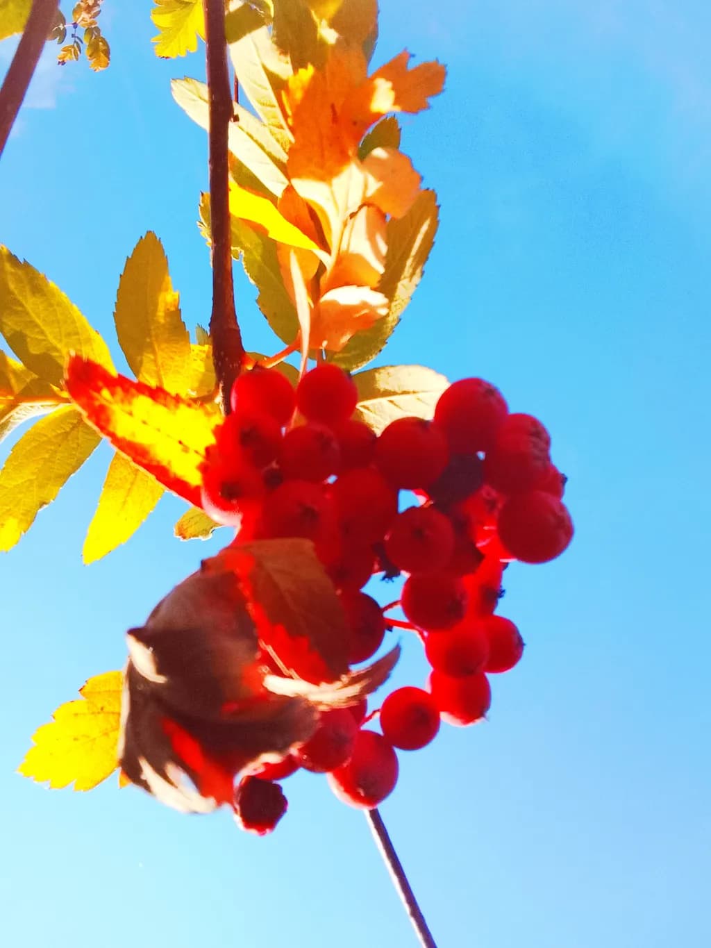 Sunlit Red Berries