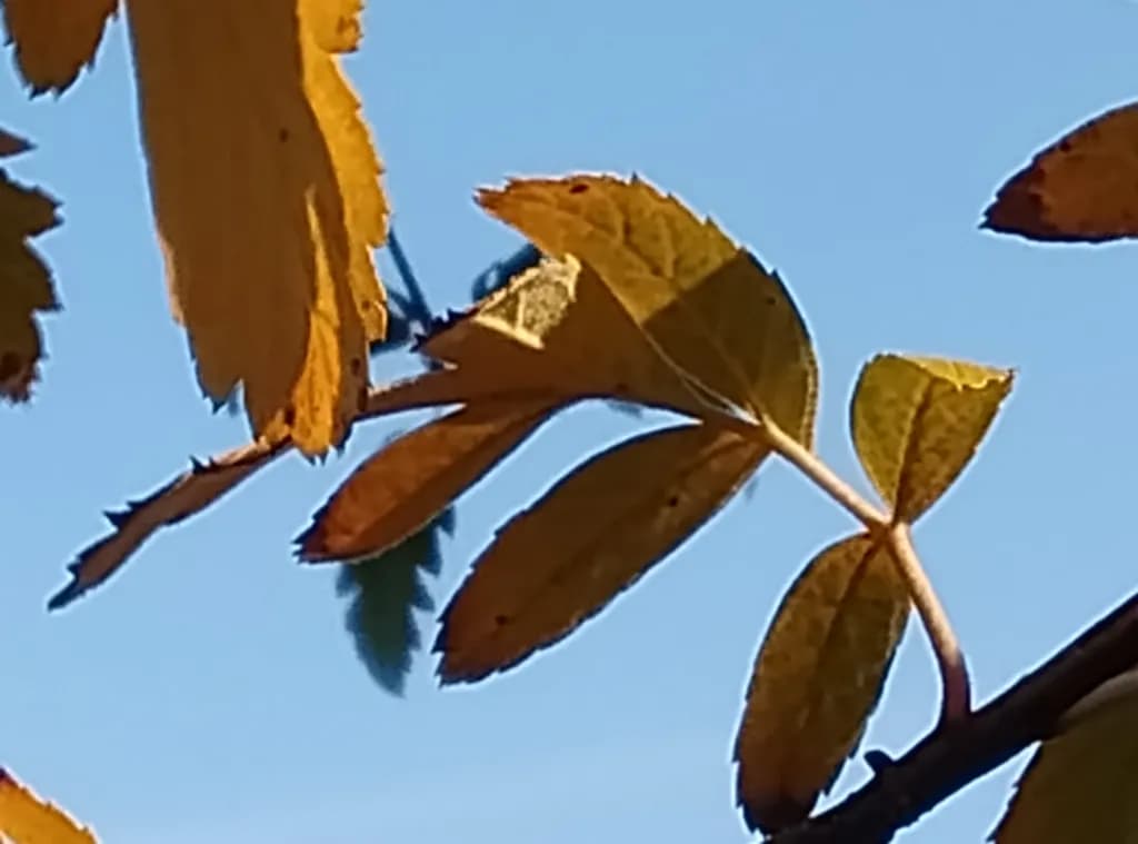 Autumn Leaves