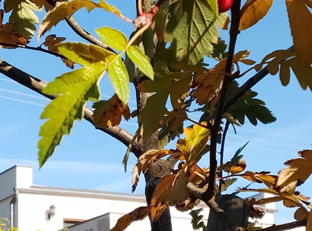 Autumn Leaves in Blue Sky