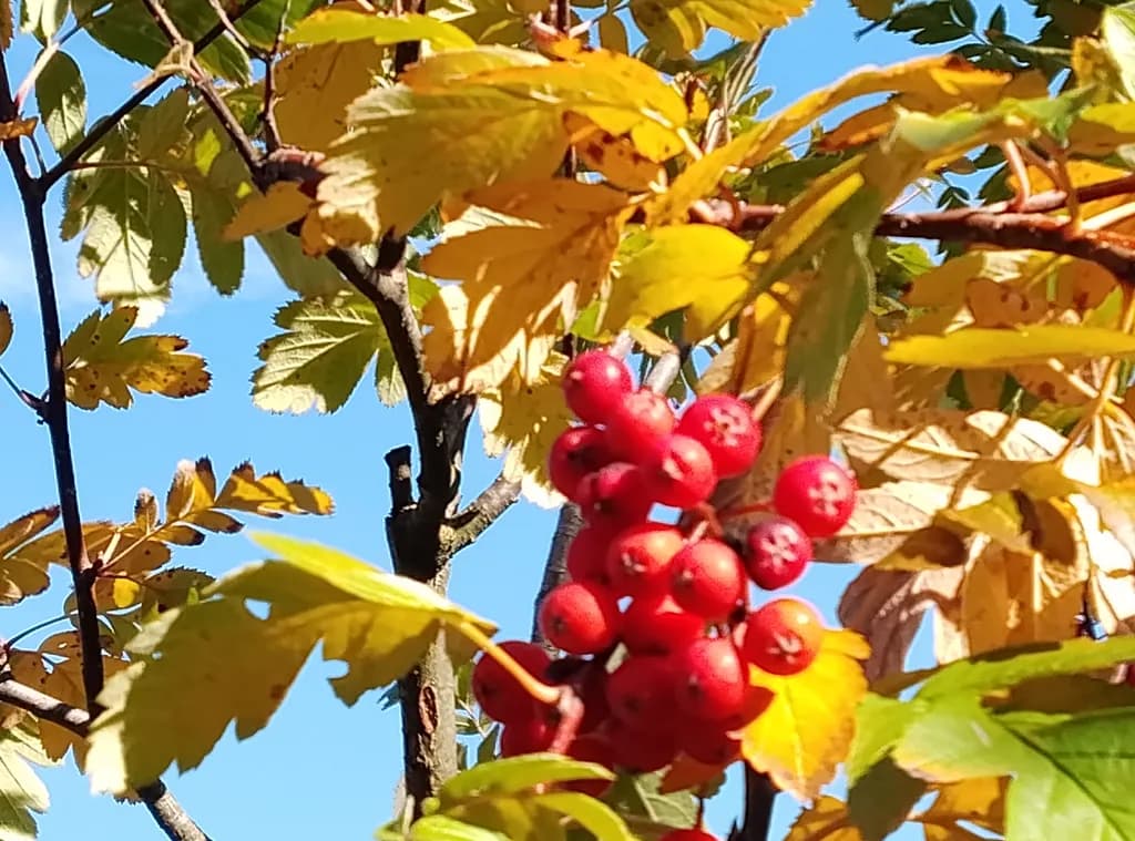 Autumn Berry Cluster