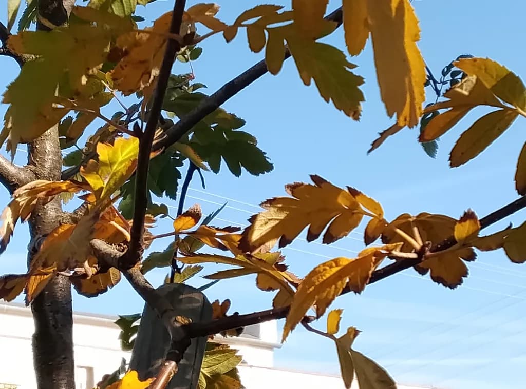 Autumn Leaves Against Blue