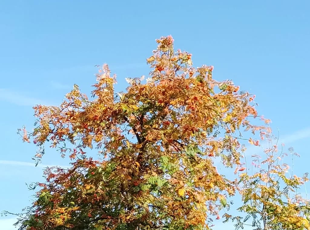 Autumn Canopy