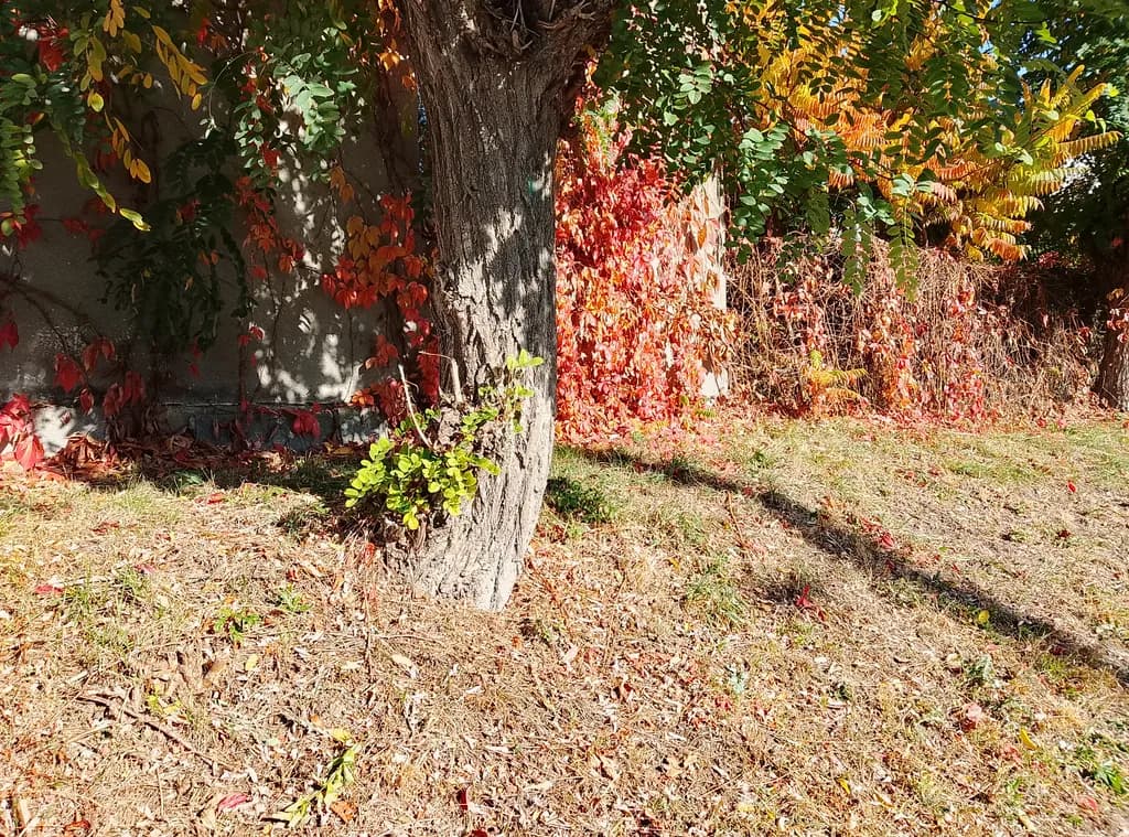 Sunlit Autumn Garden