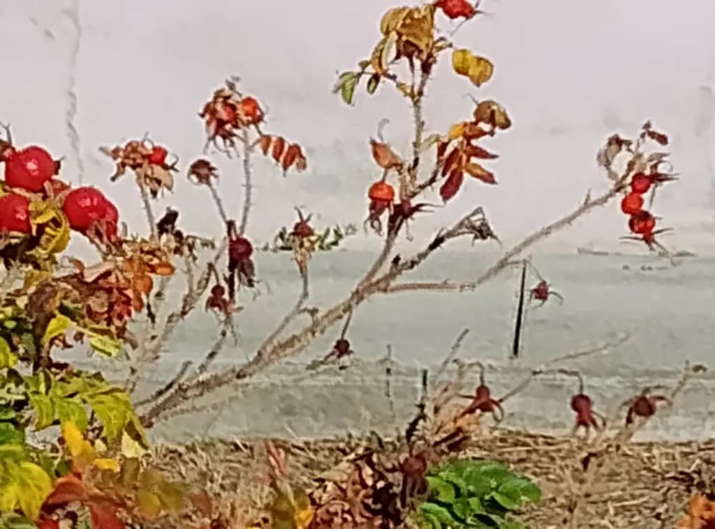 Shoreline Berries