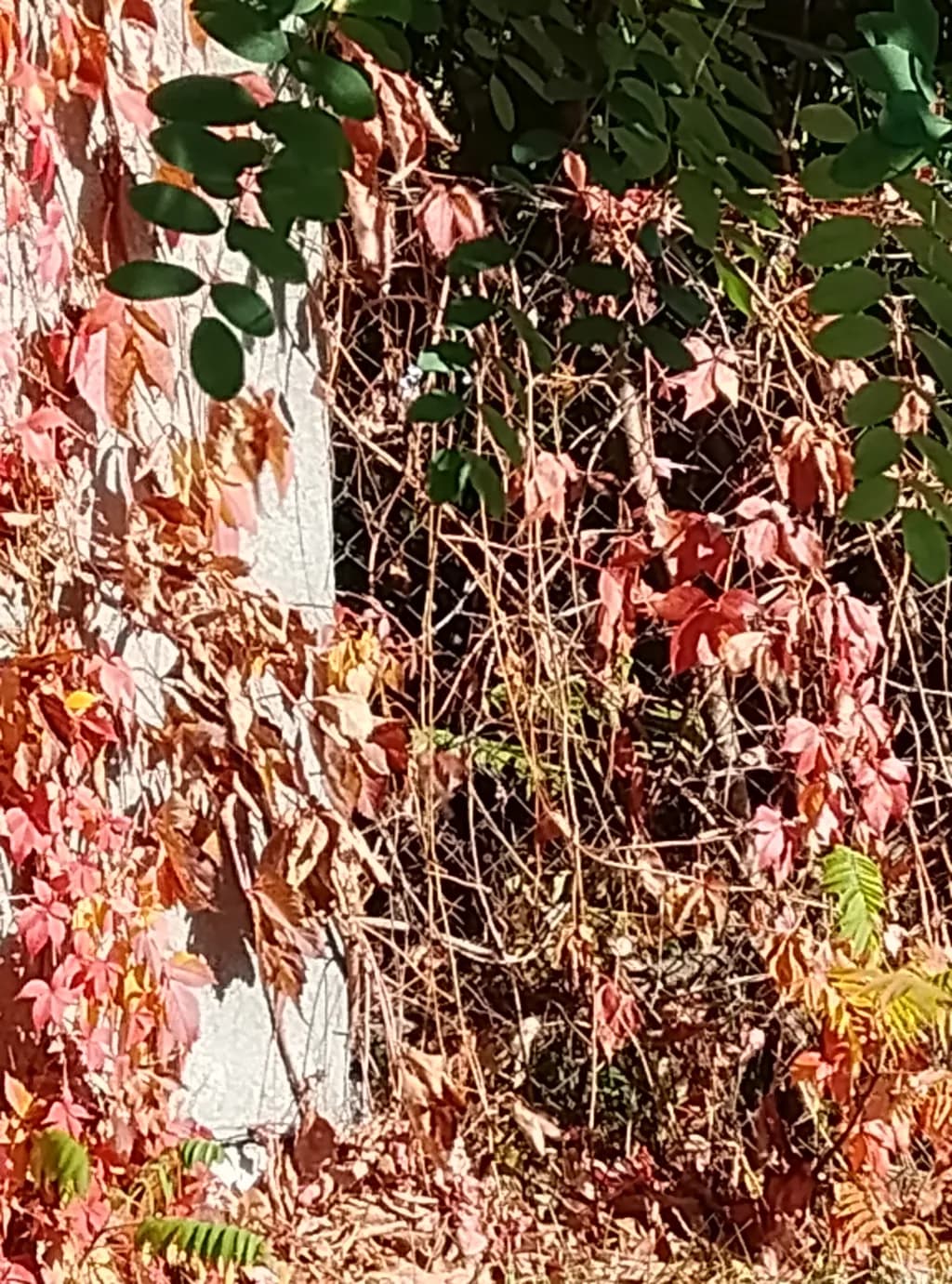 Autumn Ivy Wall