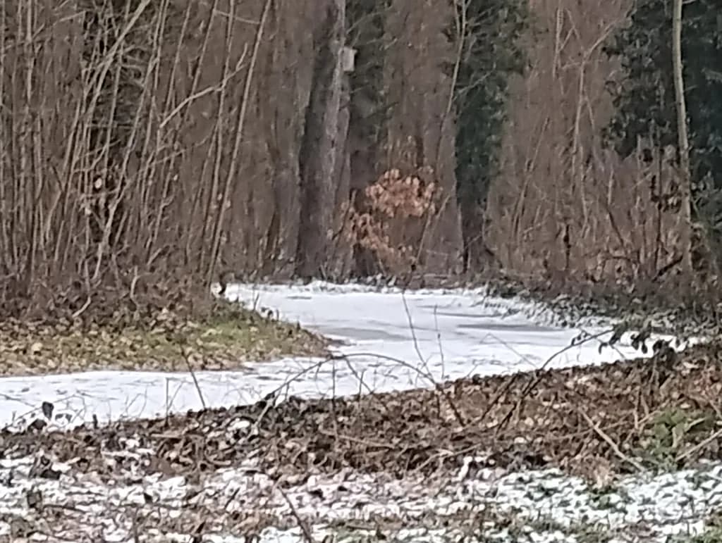 Winter Pathway