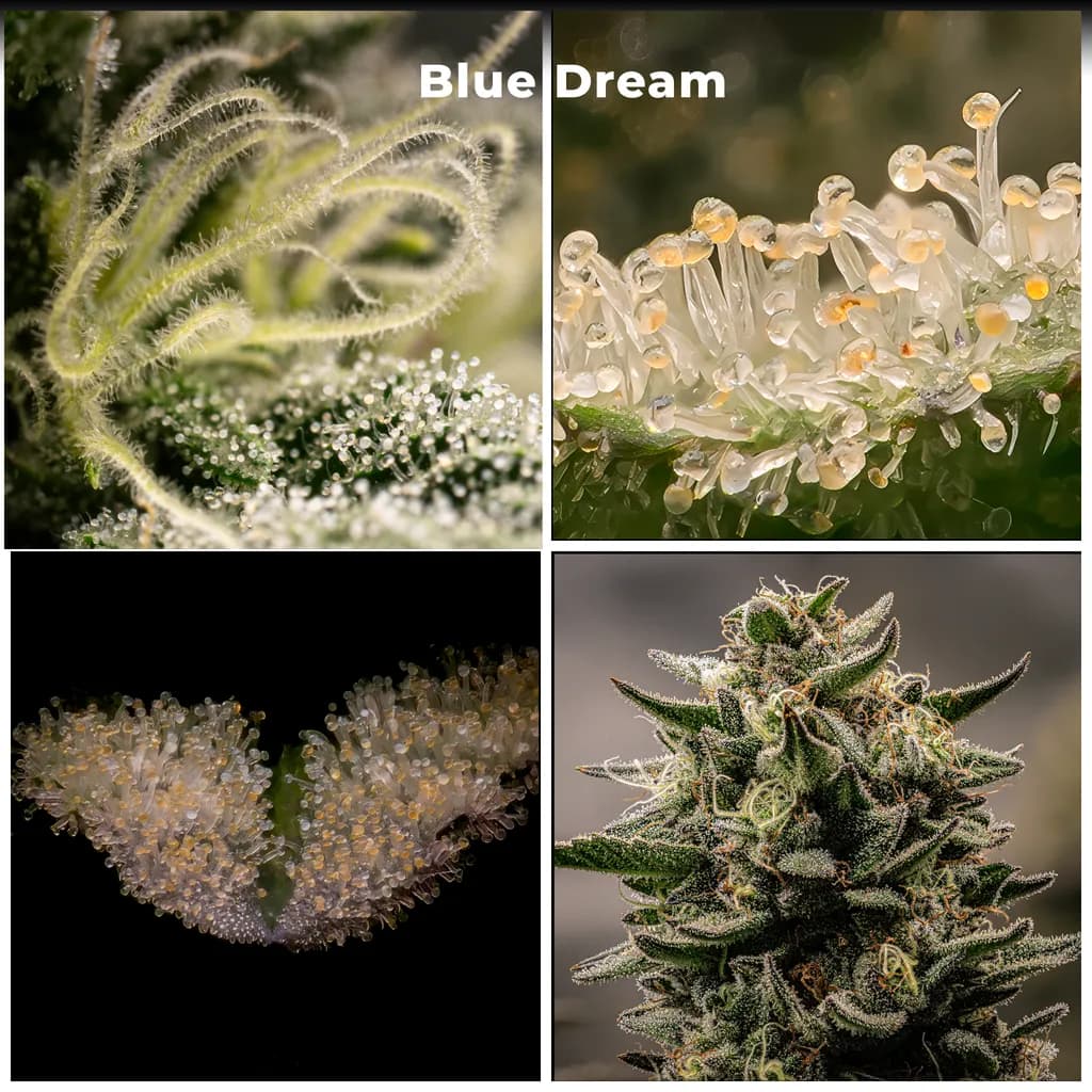 Blue Dream