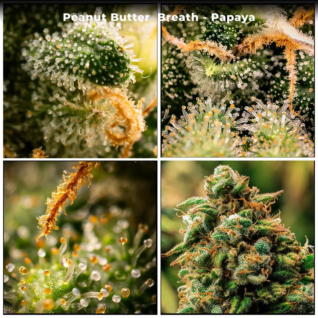 Peanut Butter Breath Papaya
