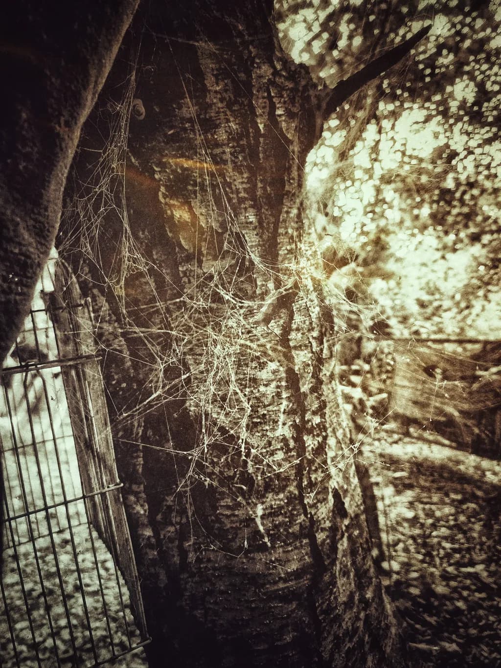 Nature's Web