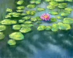 Solitary Pink Lily