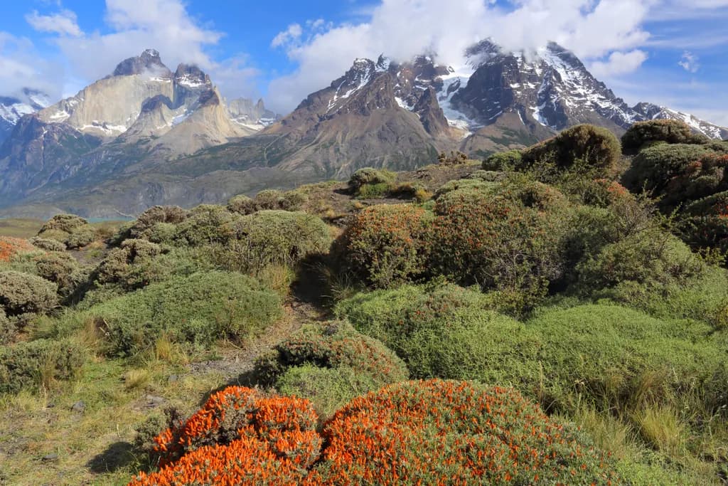 Mountain Bloomscape