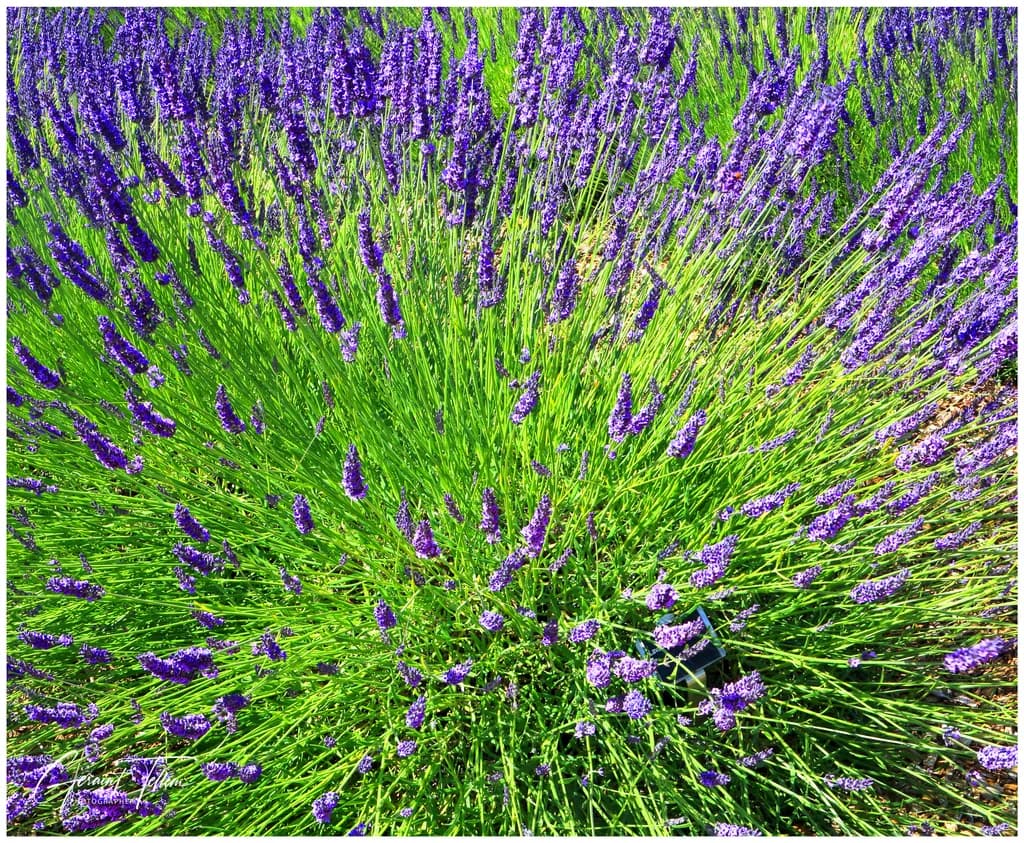 Lavender Bloom