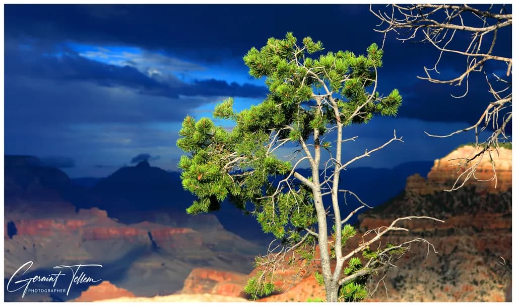 Grand Canyon Tree