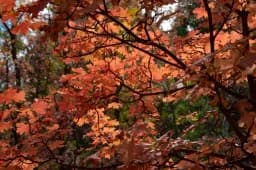 Bigtooth Orange Forest
