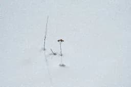 Winter Still Life