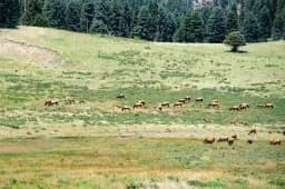 Herd of Elk