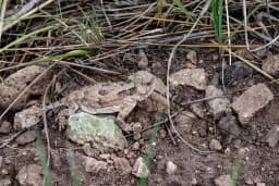 Horned Lizard