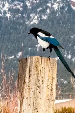 Magpie on a Post